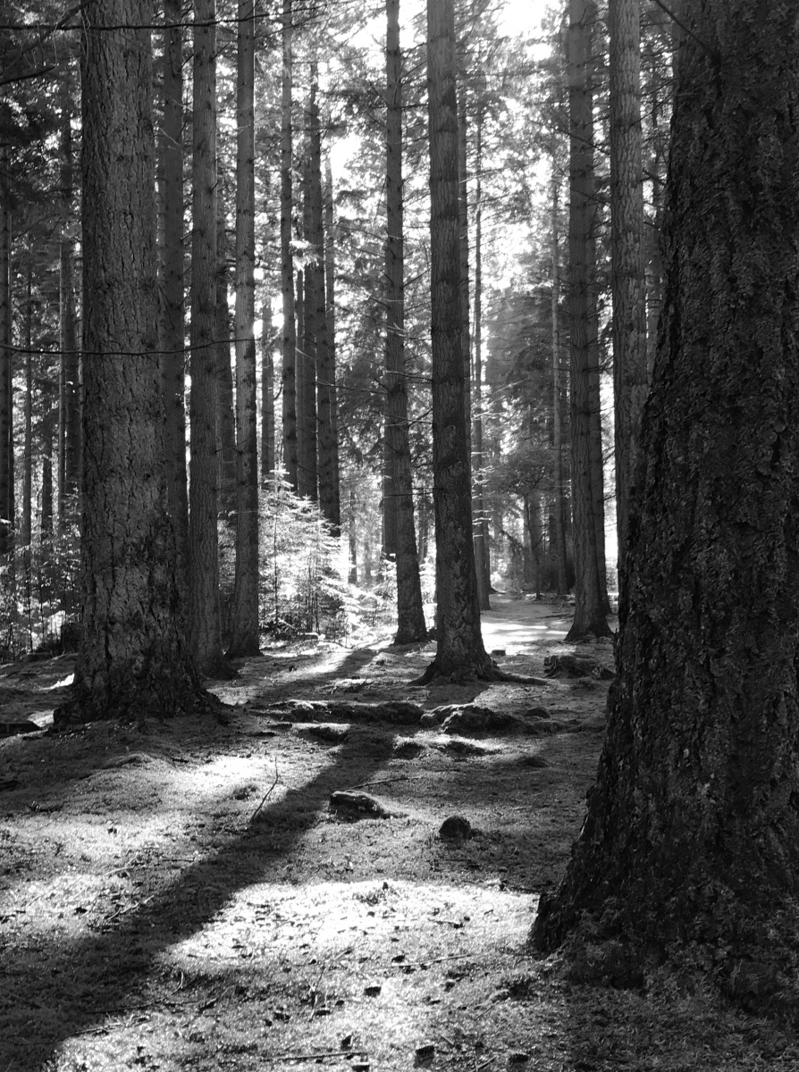 Joint 2nd Into the forest by Jill Crawford